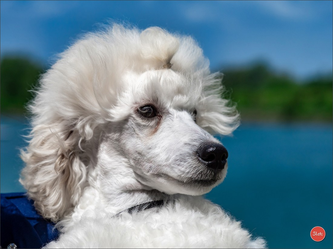Photographie animalière. Photographe à Strasbourg | Portraits, Studio, Enfants, Événements