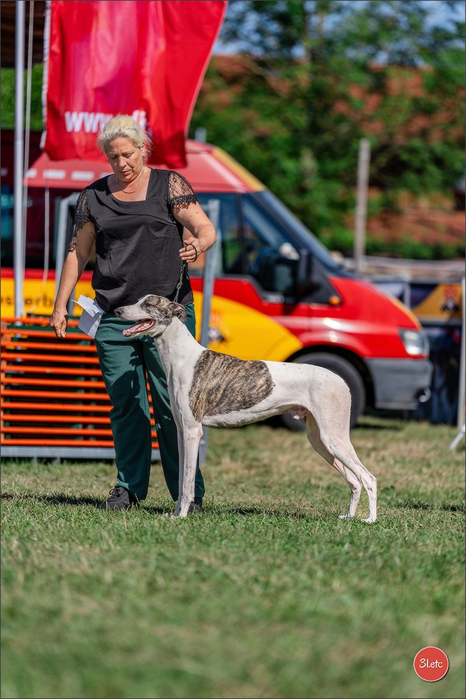 Dog Show - Hallbergmoos 🇩🇪 11-12/07/2026