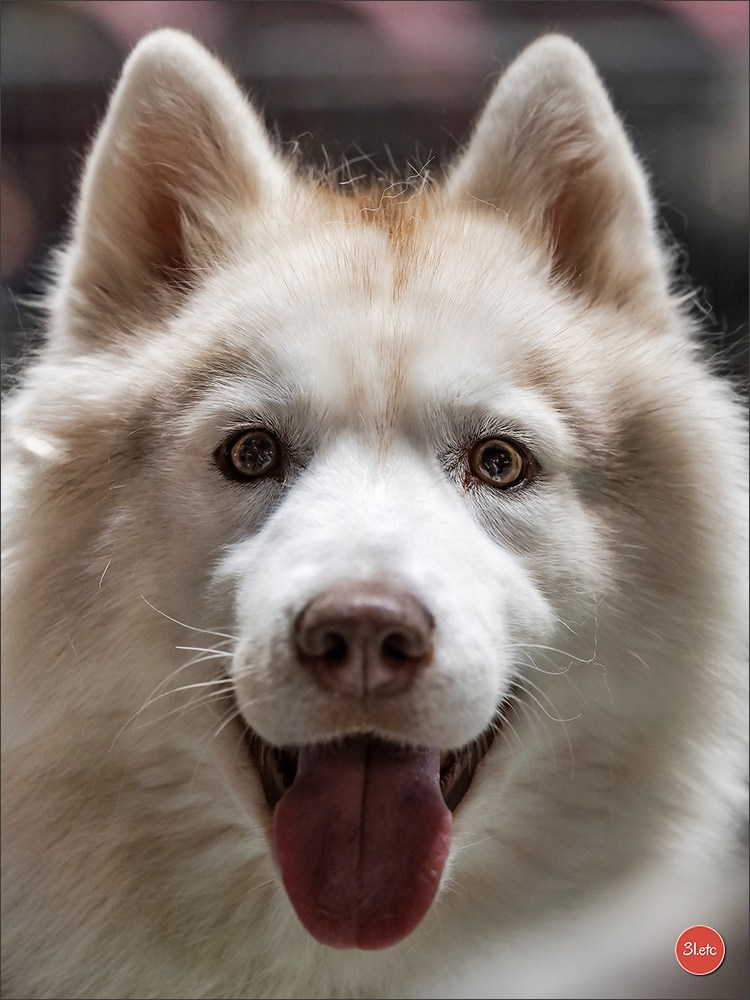 Expo canine 🇫🇷 Martigues  19-20/04/2025. Photographe à Strasbourg | Portraits, Studio, Enfants, Événements