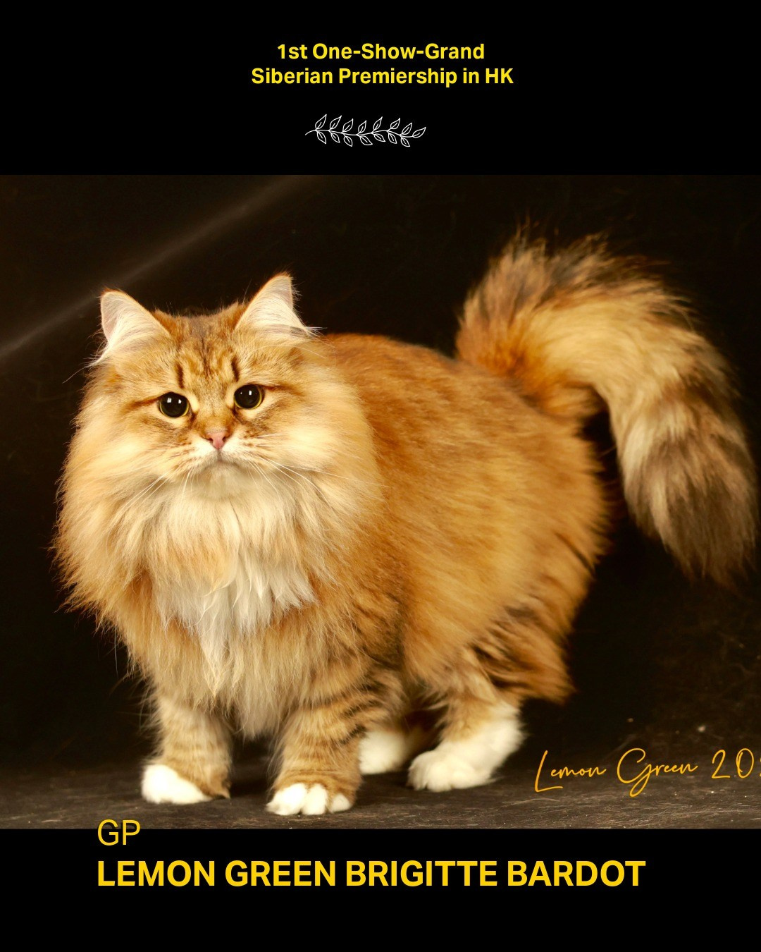 GP Lemon Green Brigitte Bardot  Brigitte Bardot made history as the first Siberian in Hong Kong to earn a one-show Grand title in the Premiership class.