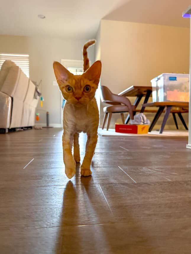 Dorito, boy, born on 06.06.24 SOLD. Devon Rex Pixie Cattery