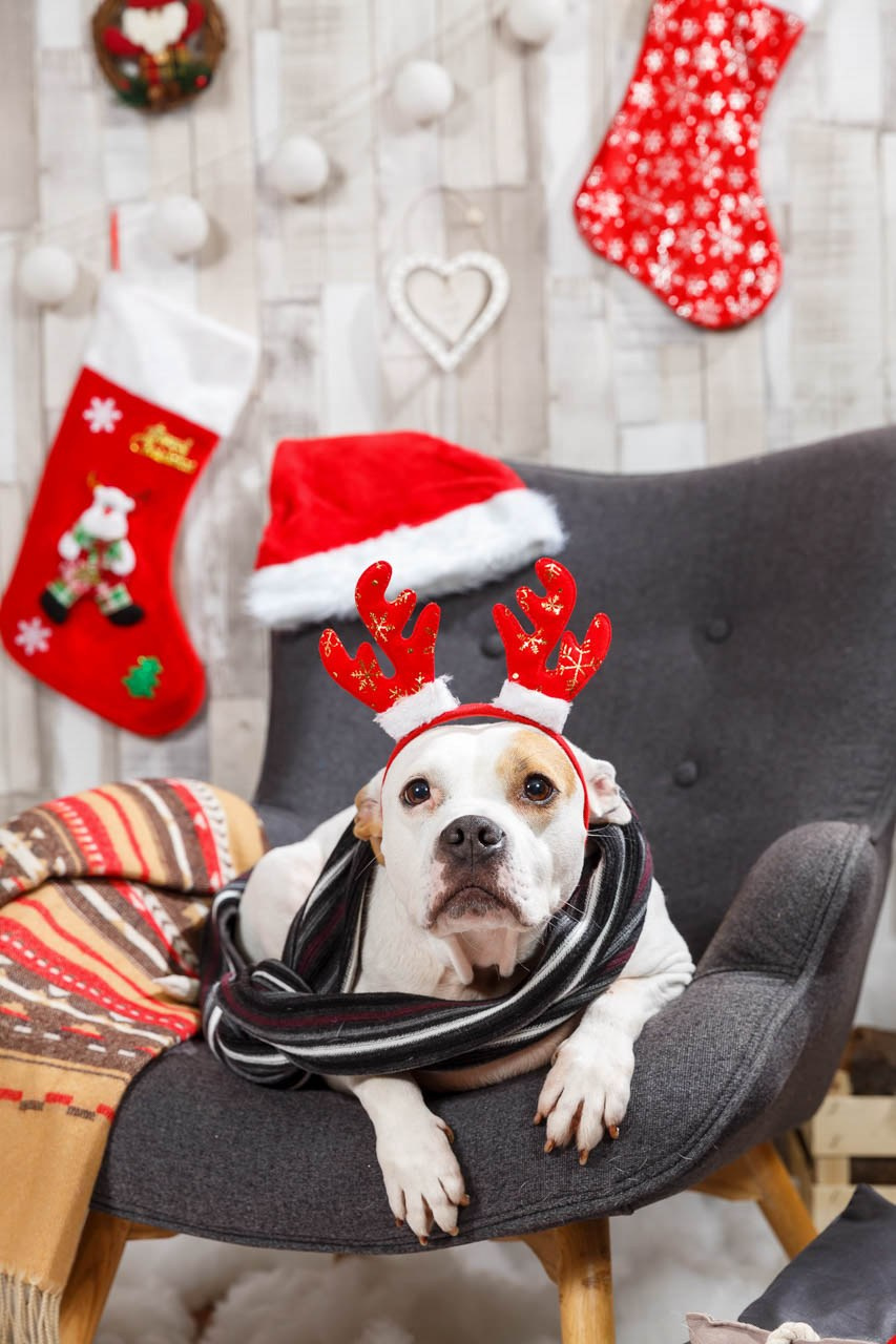 Božićna fotografija psa sa crvenim ukrasima i zimskim ambijentom.