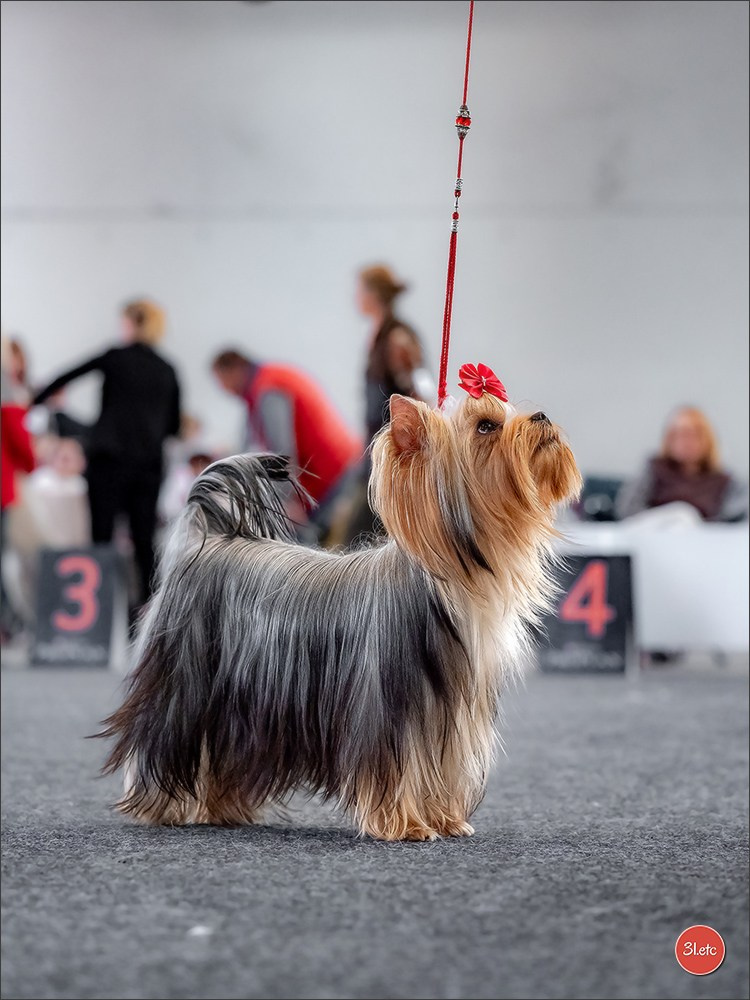 Dog Show Karlsruhe 🇩🇪  29-30/11/2025. Photographe à Strasbourg | Portraits, Studio, Enfants, Événements
