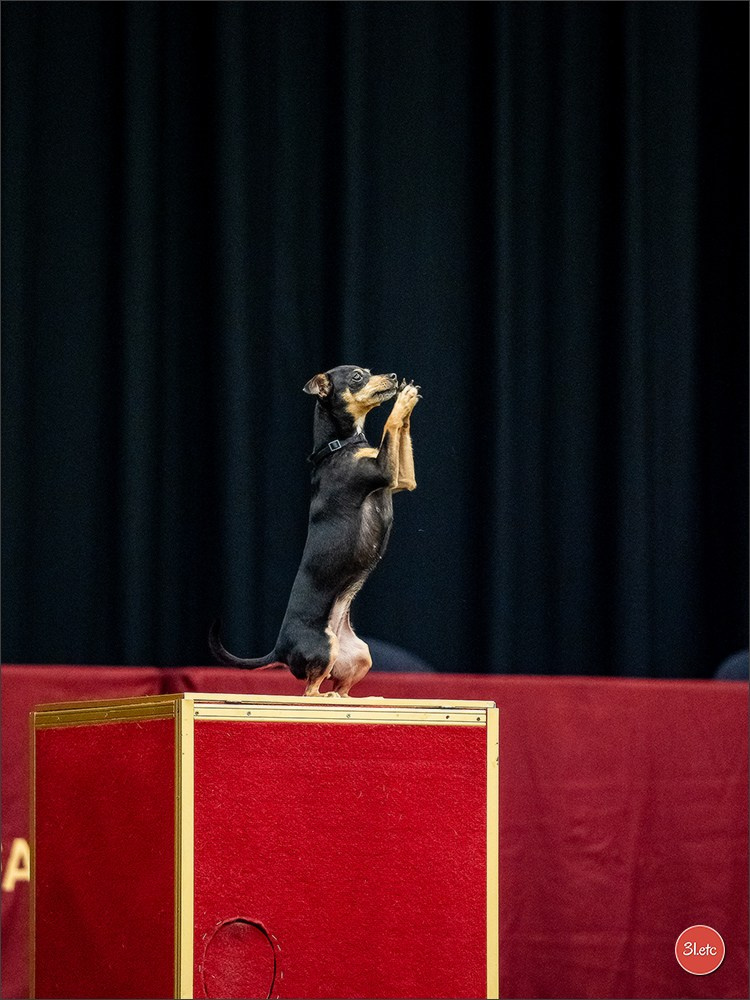 Dog Show Ludwigshafen  🇩🇪  16-17/08/2025. Photographe à Strasbourg | Portraits, Studio, Enfants, Événements