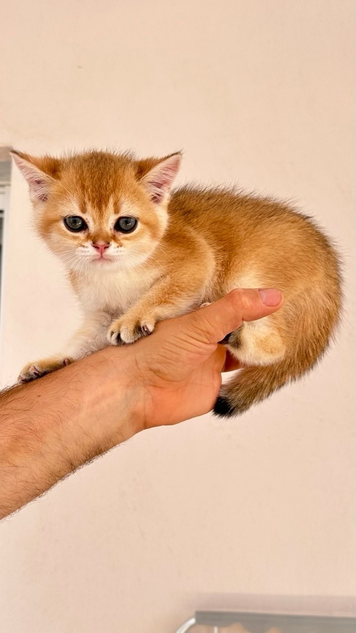 Scottish Straight kitten with pedigree
