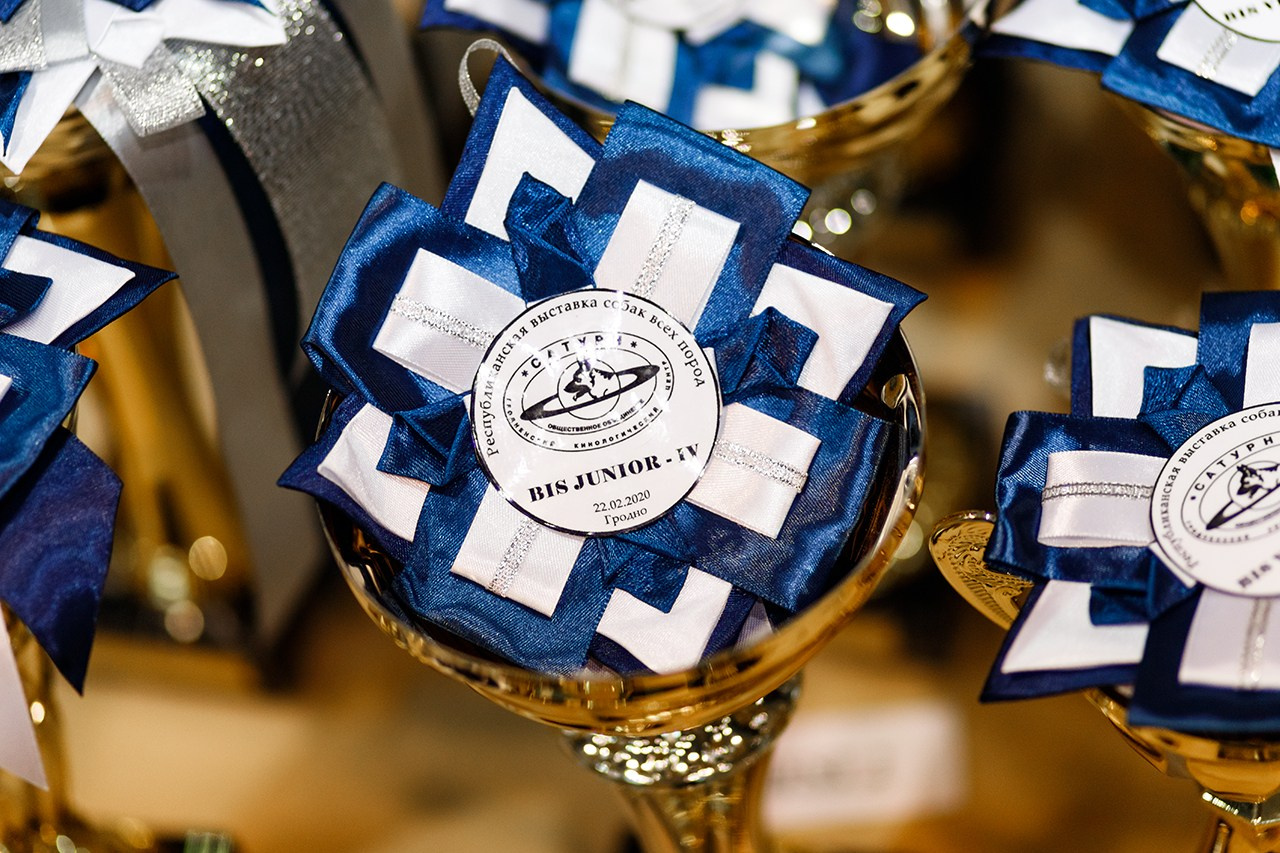 Grodno dog show. Kaja | fotograf we Wrocławiu | ludzie i psy