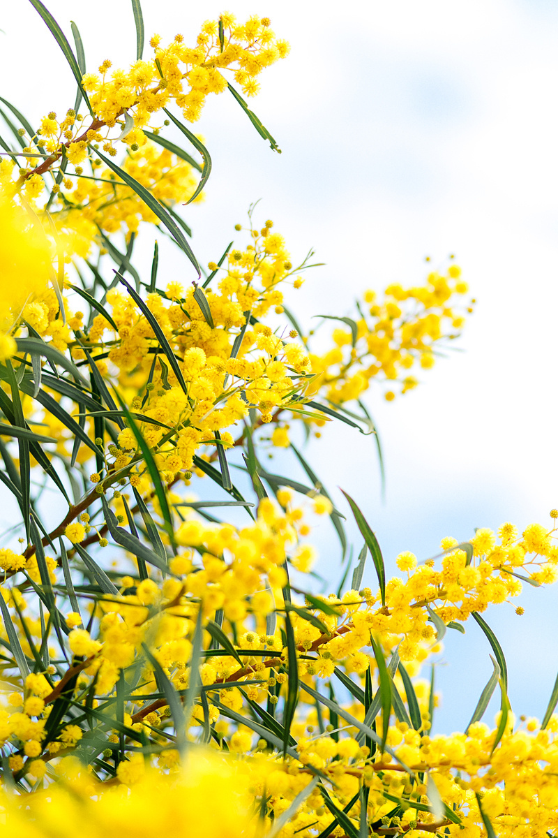 Фотосессии в мимозе в Испании. Фотограф и визажист Анастасия Гусарова