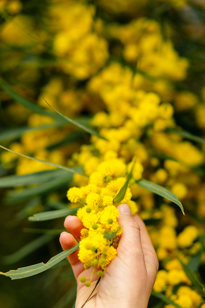 Фотосессии в мимозе в Испании. Фотограф и визажист Анастасия Гусарова