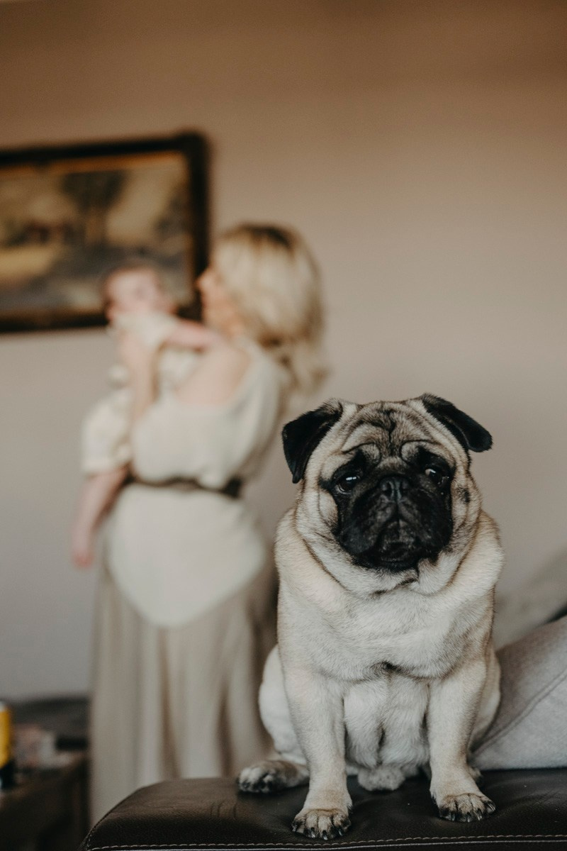 Jelena, Uros i Vasilije / porodicno fotografisanje kod kuce. Deciji i porodicni fotograf u Beogradu Oksana Skendzic