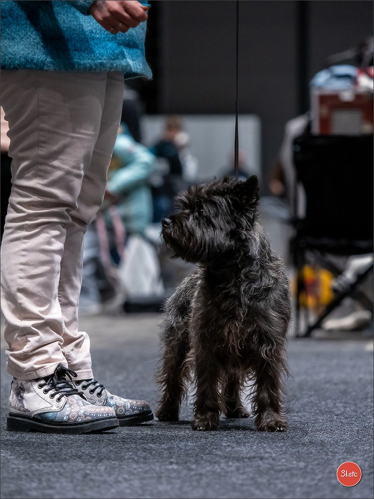 🇩🇪 Offenburg International Dogshow 15-16.03.25 🇩🇪. Photographe à Strasbourg | Portraits, Studio, Enfants, Événements