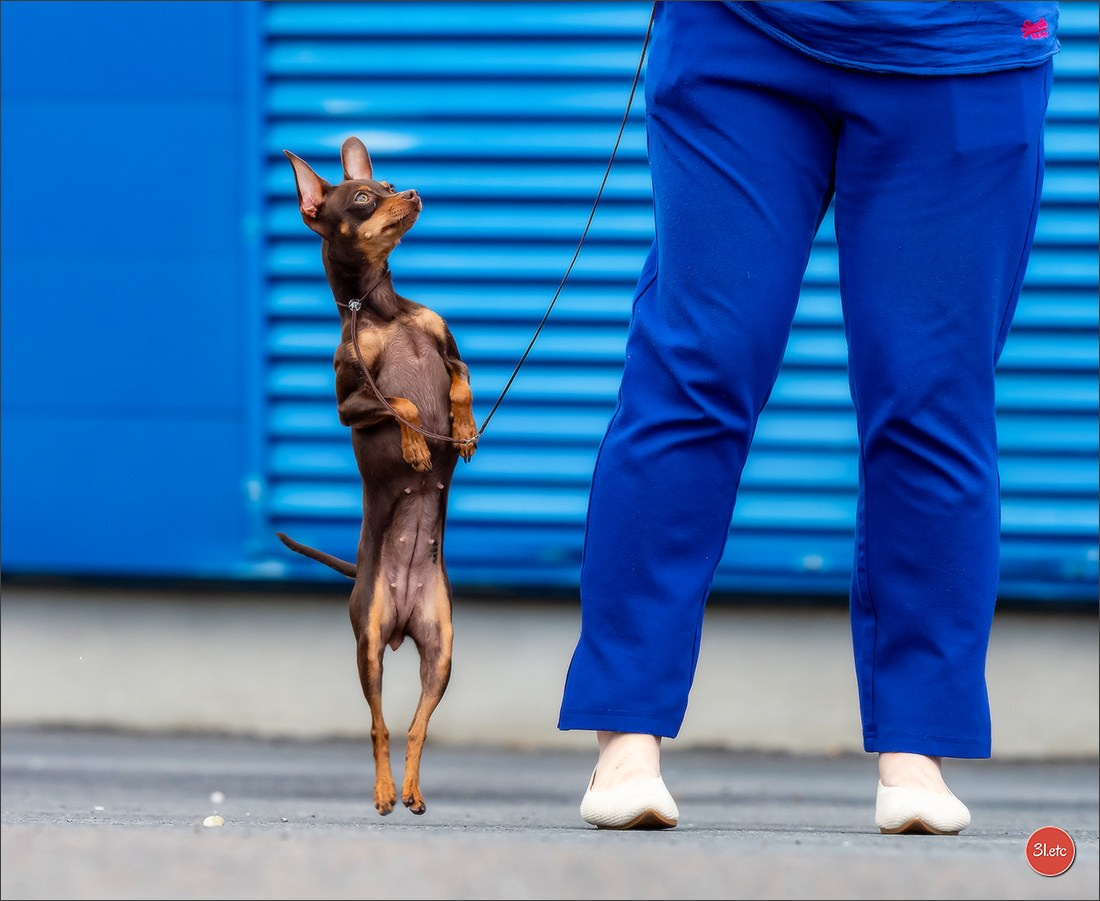 Photographie animalière. Photographe à Strasbourg | Portraits, Studio, Enfants, Événements
