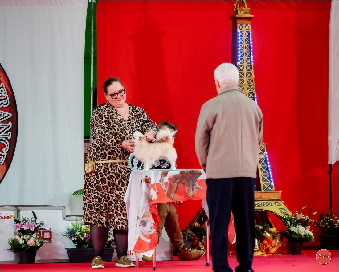 PDS  🇫🇷  Paris Dog Show  🇫🇷  Expo canine  10-11/01/2026. Photographe à Strasbourg | Portraits, Studio, Enfants, Événements