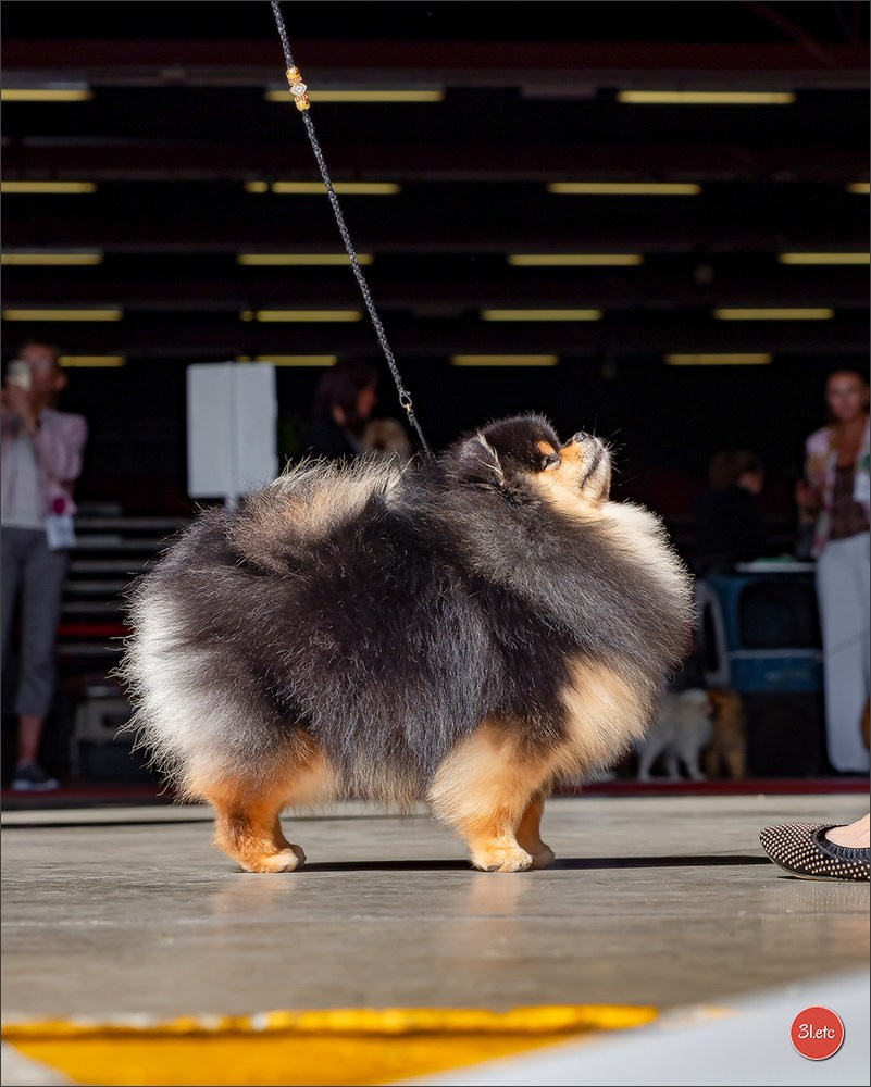 Expo canine 🇫🇷 MARGNY LES COMPIEGNE 06-07/09/2025. Photographe à Strasbourg | Portraits, Studio, Enfants, Événements