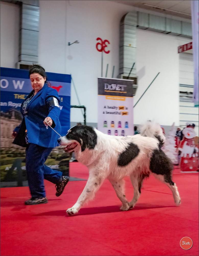 13-14.12.2025   🇧🇪   Brussels Dog Show. Photographe à Strasbourg | Portraits, Studio, Enfants, Événements