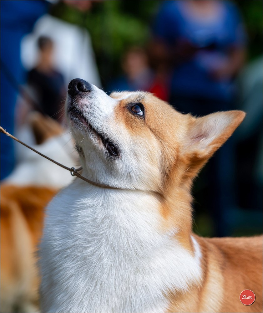 🇫🇷 Romorantin - Exposition Canine Nationale. Photographe à Strasbourg | Portraits, Studio, Enfants, Événements