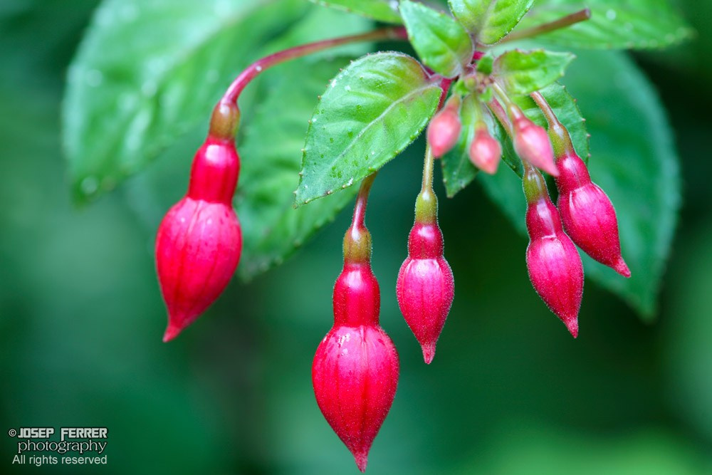Fuschia