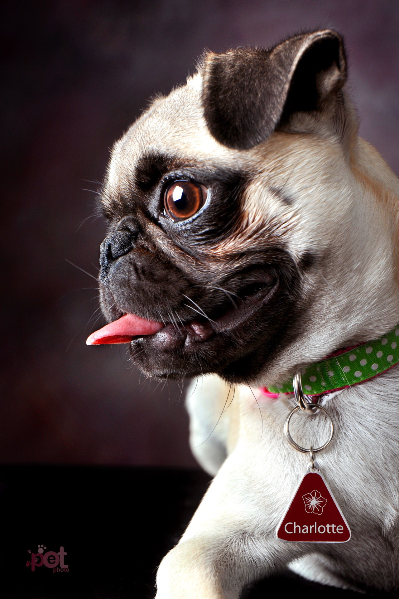 Family, kids & Pets. Estudio de fotografia en Tijuana