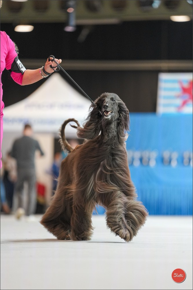 🇱🇺 LUXEMBOURG 🇱🇺 International Dog Show 4-5/04/2026. Photographe à Strasbourg | Portraits, Studio, Enfants, Événements