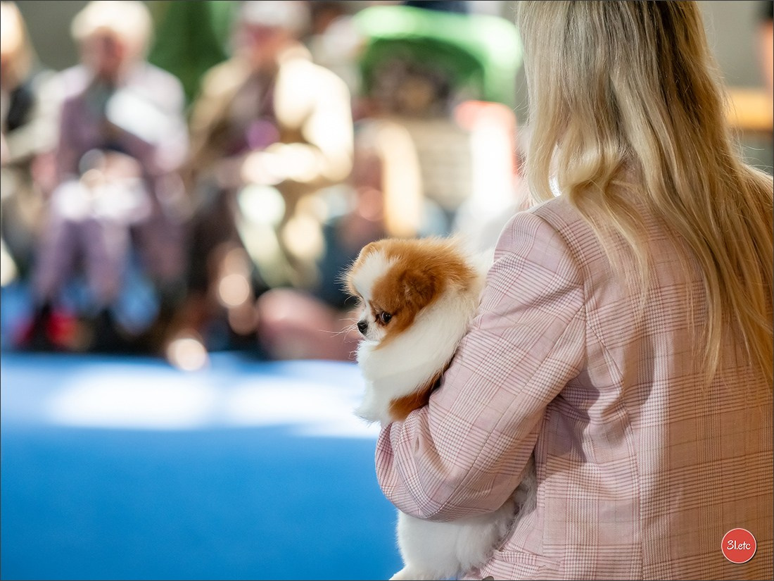 Expositions canines des 6 & 7 avril 2024 NDS Mulhouse, France. Photographe à Strasbourg | Portraits, Studio, Enfants, Événements