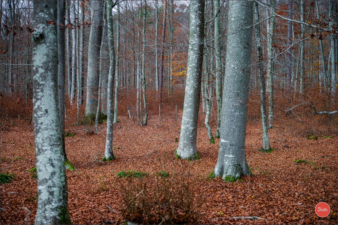 Rocher du Pfaffenlapp. Photographe à Strasbourg | Portraits, Studio, Enfants, Événements