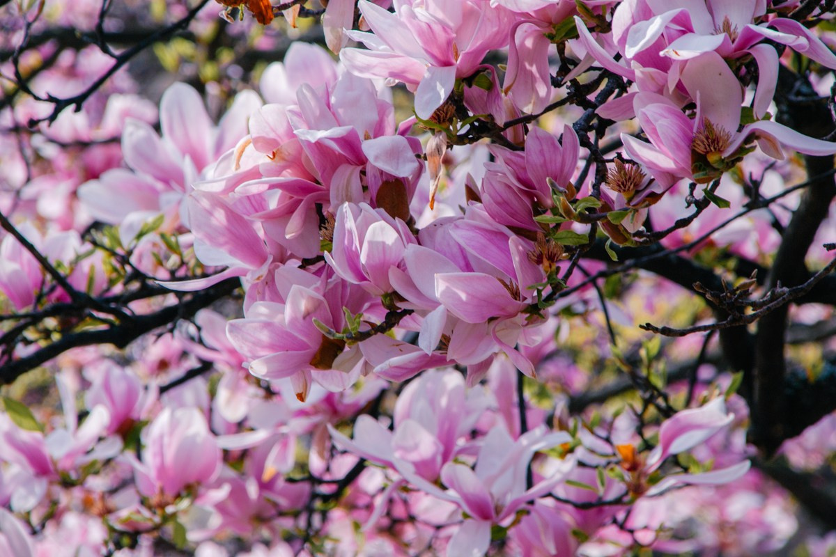 Magnolia. Anastasiia Buchinskaia Fotografa Milano