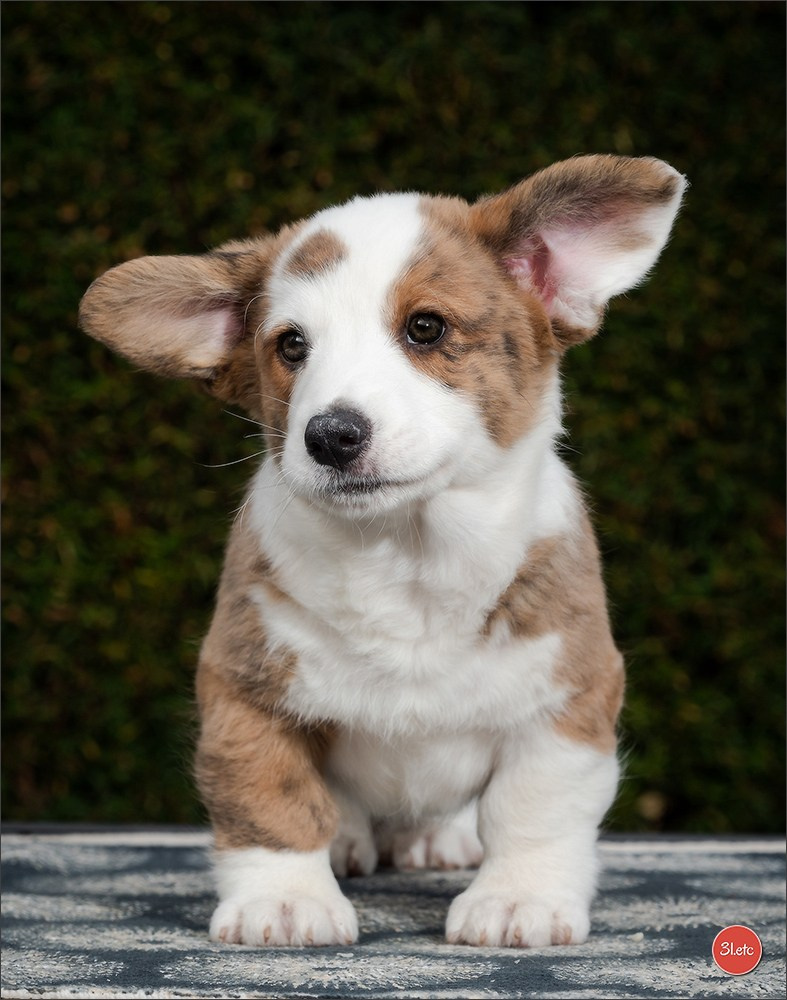 Photographie animalière. Photographe à Strasbourg | Portraits, Studio, Enfants, Événements