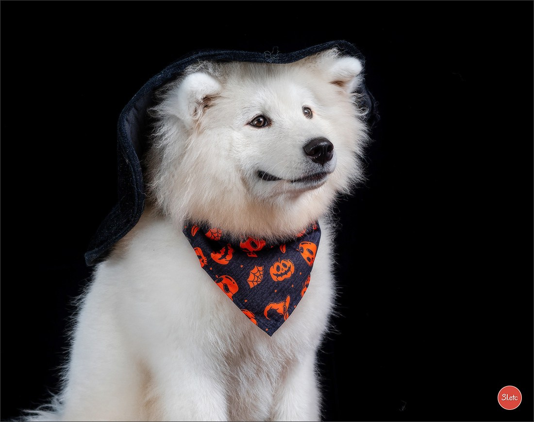 Séance photo d'Halloween dans un salon de toilettage https://pood-els.com/ à Strasbourg. Photographe à Strasbourg | Portraits, Studio, Enfants, Événements