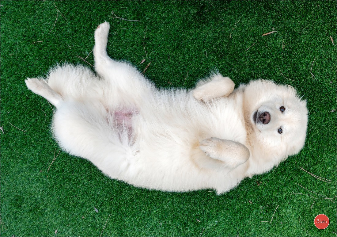 🇫🇷  Perpignan Dog Show  🇫🇷  Expo canine  17-18/01/2026. Photographe à Strasbourg | Portraits, Studio, Enfants, Événements