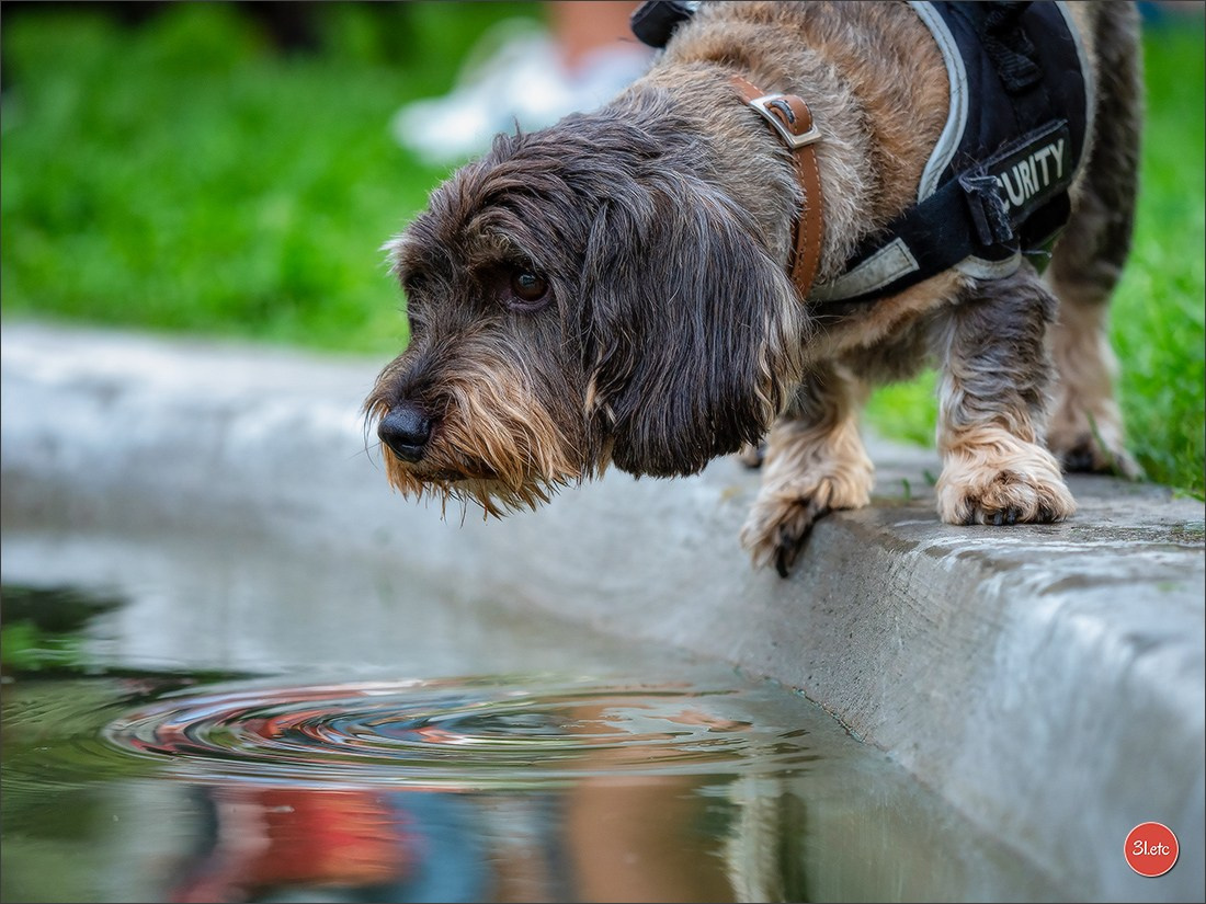 Teckels Parade Strasbourgeoise  Vous pouvez voir le galerie de photos. Photographe à Strasbourg | Portraits, Studio, Enfants, Événements