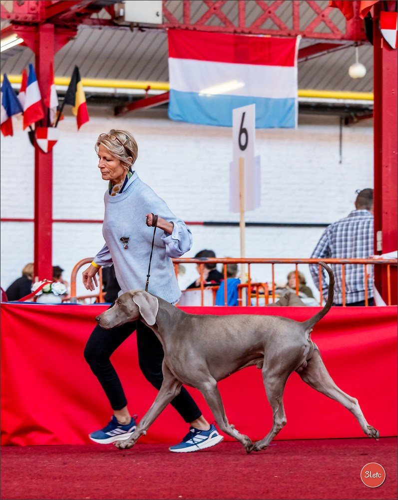 À l'exposition de Mouscron 🇧🇪 #dogshow #dogsphotography #expocanine #photopets #pets #dogs #aminalier #animals #mouscron #mouscron2025. Photographe à Strasbourg | Portraits, Studio, Enfants, Événements