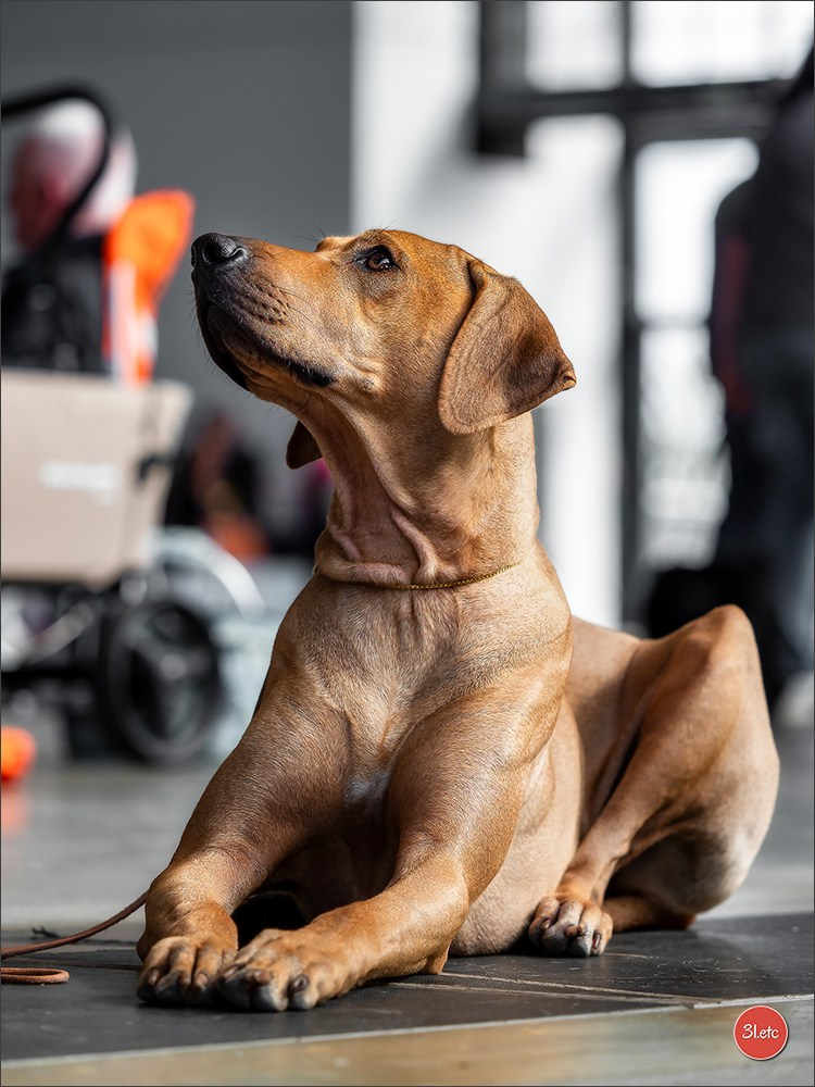 Exposition Canine à Karlsruhe 28-29/09/2024. Photographe à Strasbourg | Portraits, Studio, Enfants, Événements