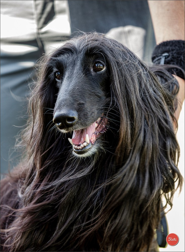 Dog Show Hallbergmoos  🇩🇪  11-13/07/2025. Photographe à Strasbourg | Portraits, Studio, Enfants, Événements