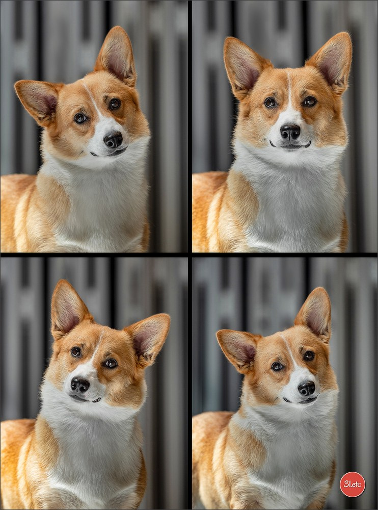 Photographie animalière. Photographe à Strasbourg | Portraits, Studio, Enfants, Événements