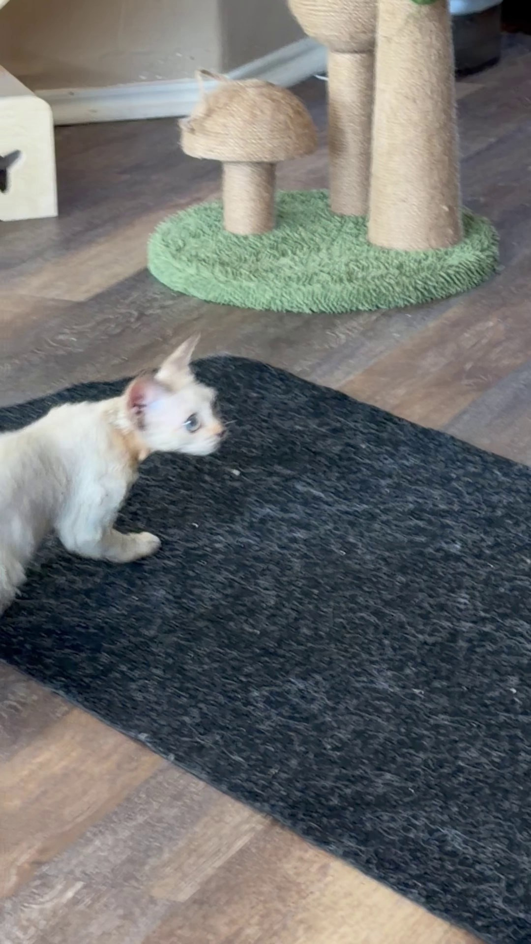 Lily, girl, born 12.20.2025. Devon Rex Pixie Cattery