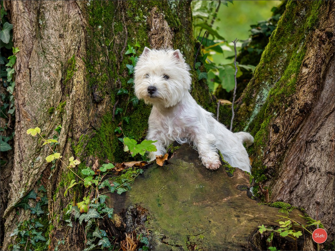 Expo canine  🇫🇷  Chateauroux 25-26/10/2025. Photographe à Strasbourg | Portraits, Studio, Enfants, Événements