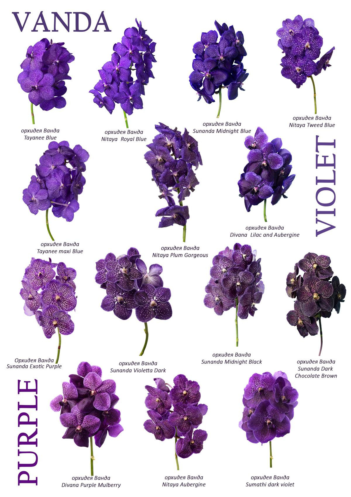 Ziedi. Event design, decoration, floristry, gift, Irina Novika, Riga, Latvia