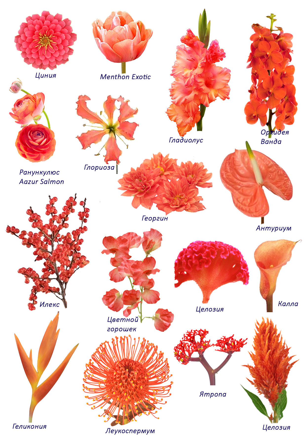 Ziedi. Event design, decoration, floristry, gift, Irina Novika, Riga, Latvia