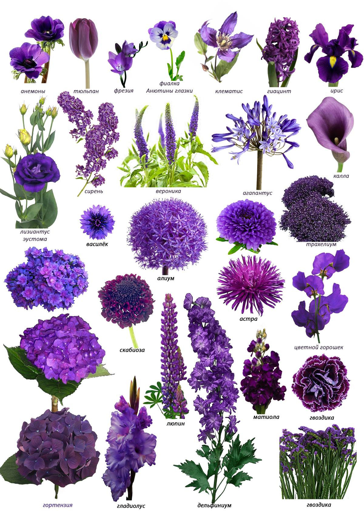 Ziedi. Event design, decoration, floristry, gift, Irina Novika, Riga, Latvia