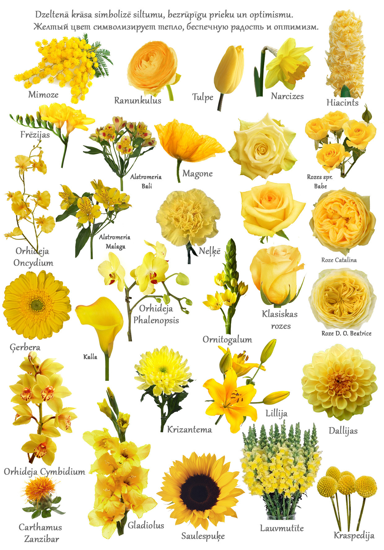 Ziedi. Event design, decoration, floristry, gift, Irina Novika, Riga, Latvia