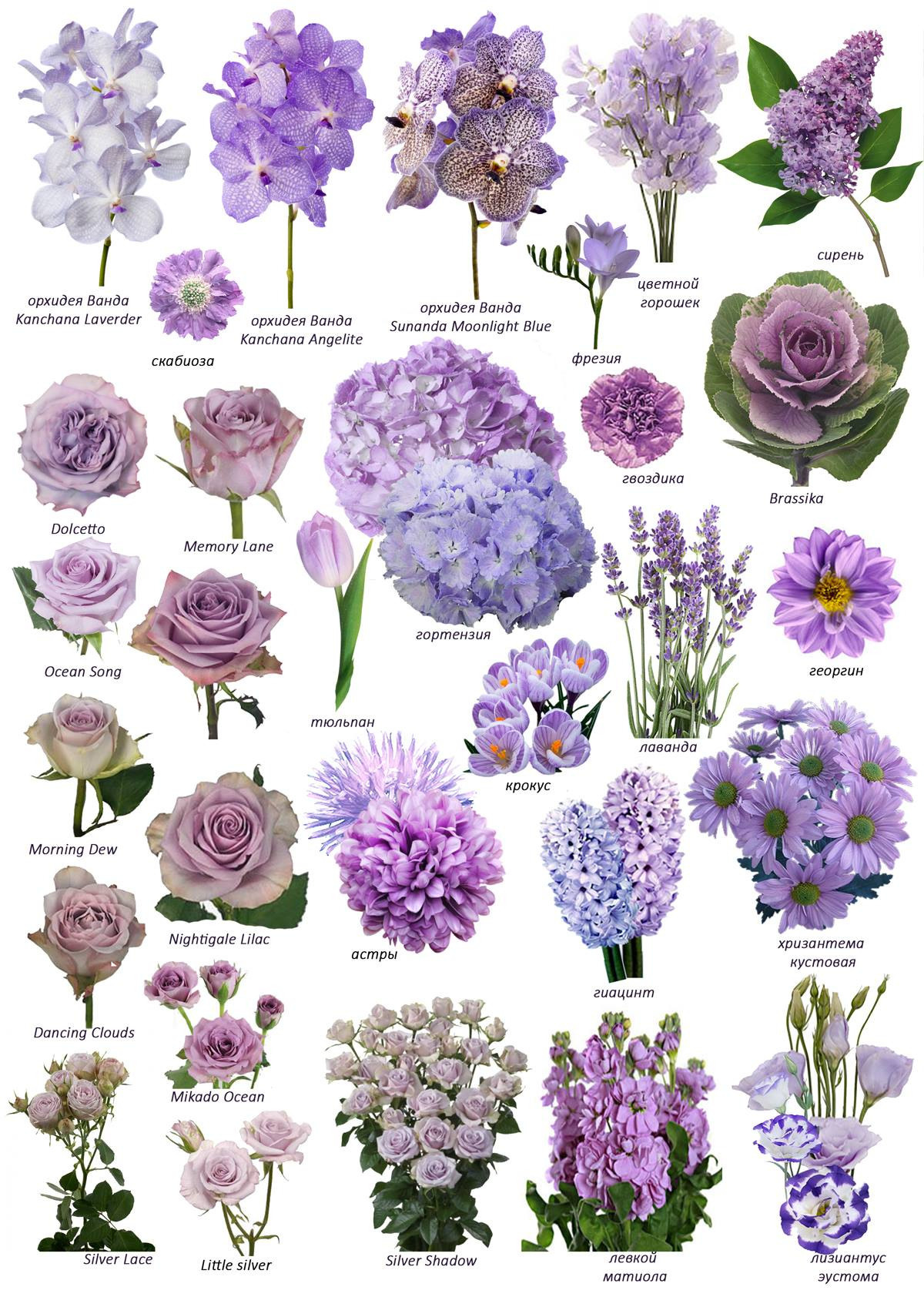 Ziedi. Event design, decoration, floristry, gift, Irina Novika, Riga, Latvia