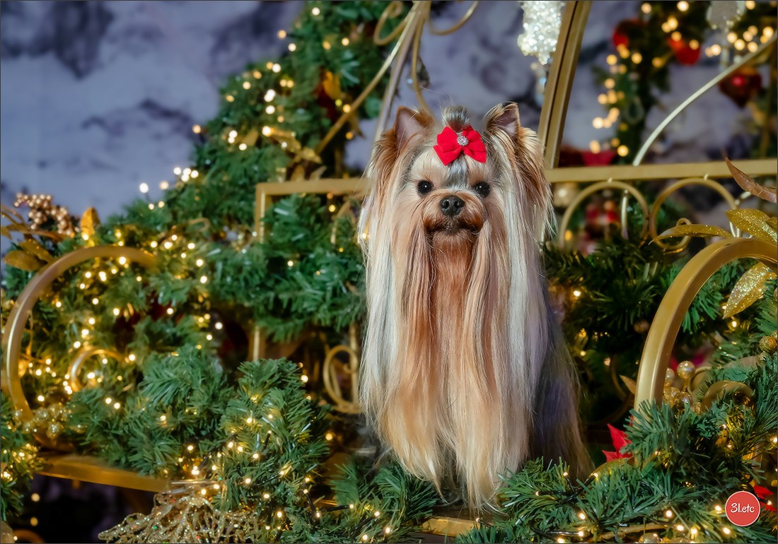 Photographie animalière. Photographe à Strasbourg | Portraits, Studio, Enfants, Événements