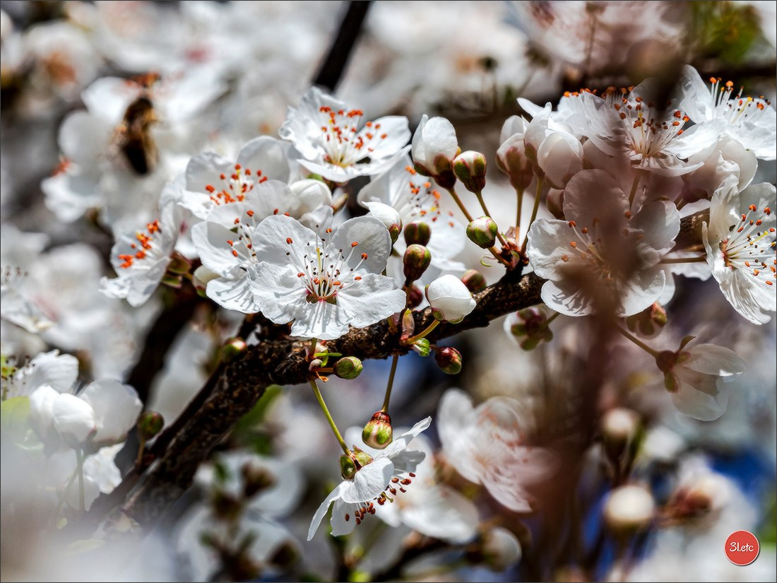 Spring came to Strasbourg in late February. Photographe à Strasbourg | Portraits, Studio, Enfants, Événements