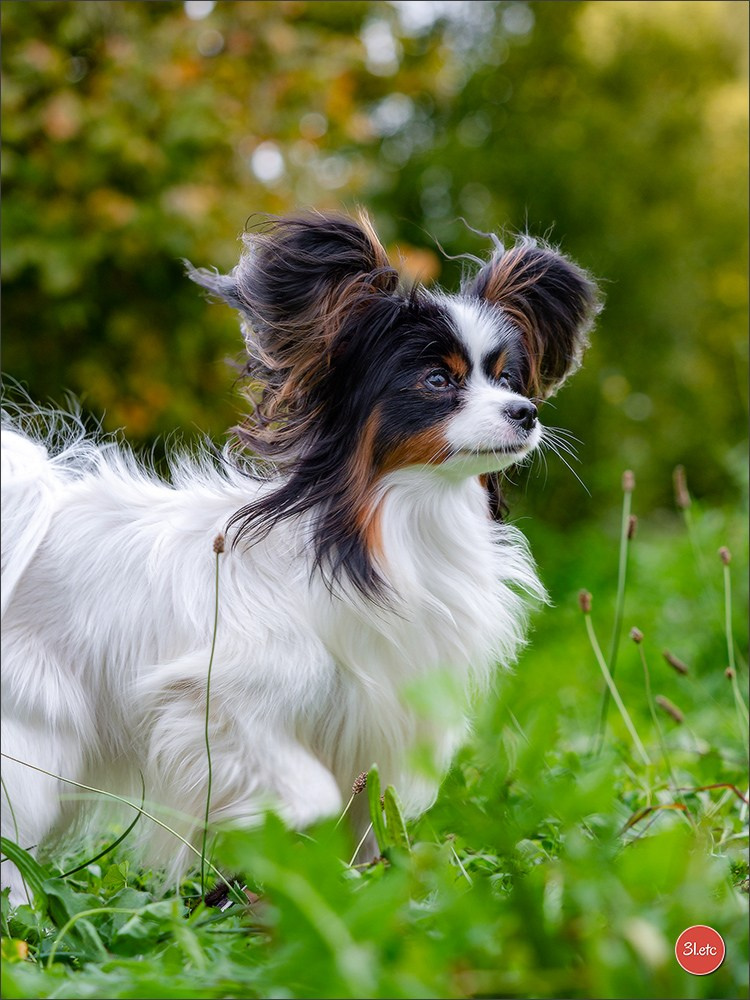 Expo canine 🇫🇷 Poitiers 18-19/10/2025. Photographe à Strasbourg | Portraits, Studio, Enfants, Événements