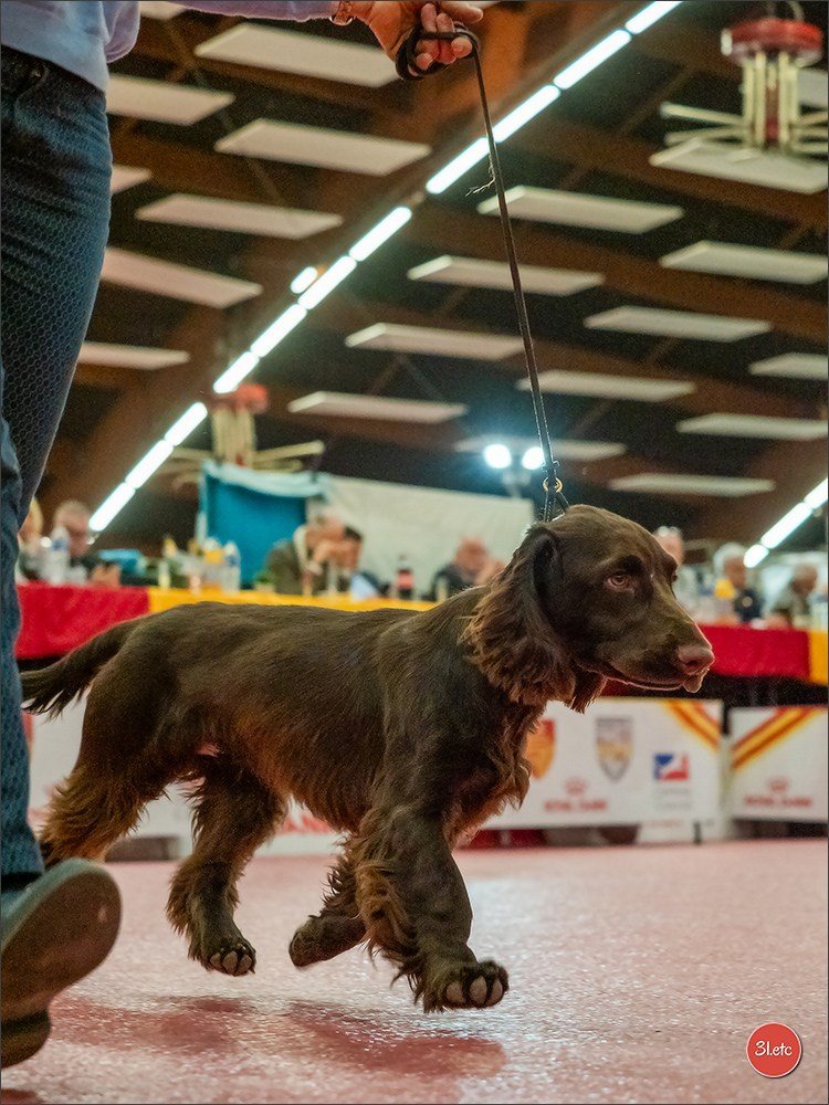 🇫🇷Exposition Canine Internationale de Perpignan. Photographe à Strasbourg | Portraits, Studio, Enfants, Événements