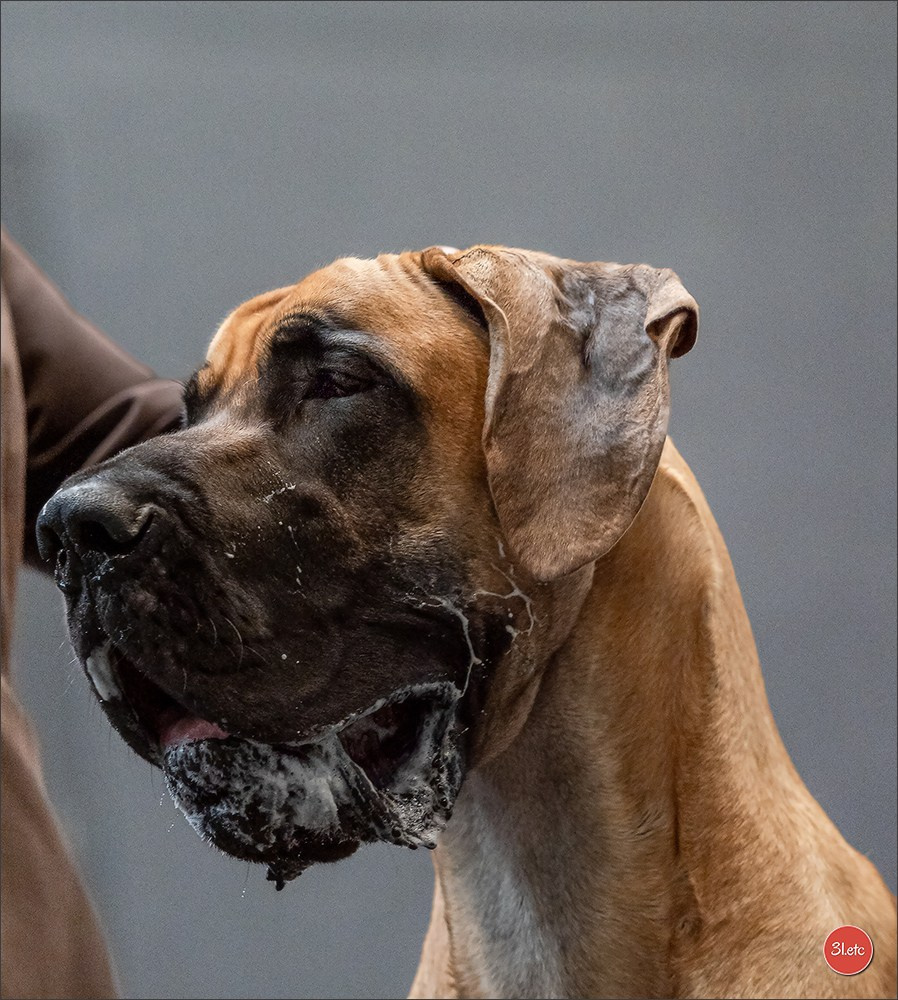 Photographie animalière. Photographe à Strasbourg | Portraits, Studio, Enfants, Événements