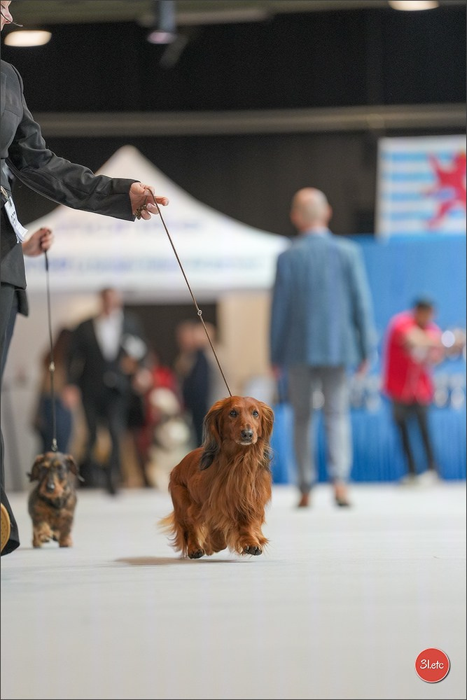 🇱🇺 LUXEMBOURG 🇱🇺 International Dog Show 4-5/04/2026. Photographe à Strasbourg | Portraits, Studio, Enfants, Événements