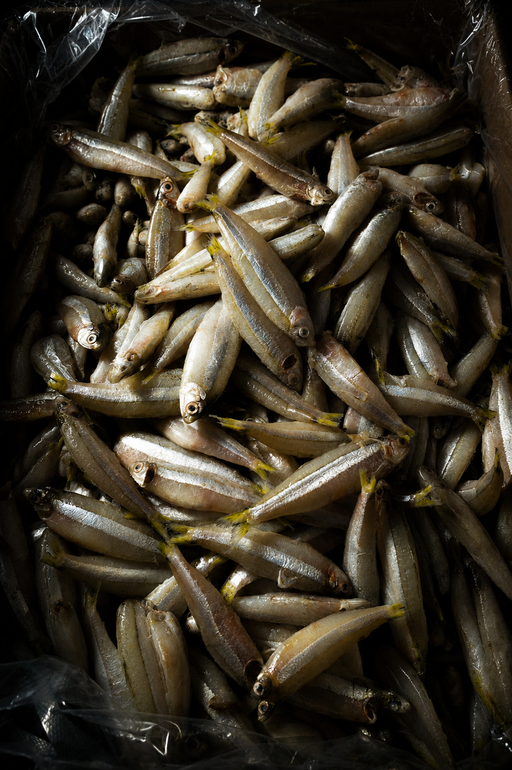 Comida Japonesa. Fotografia e Filmes Publicitários de Alimentos