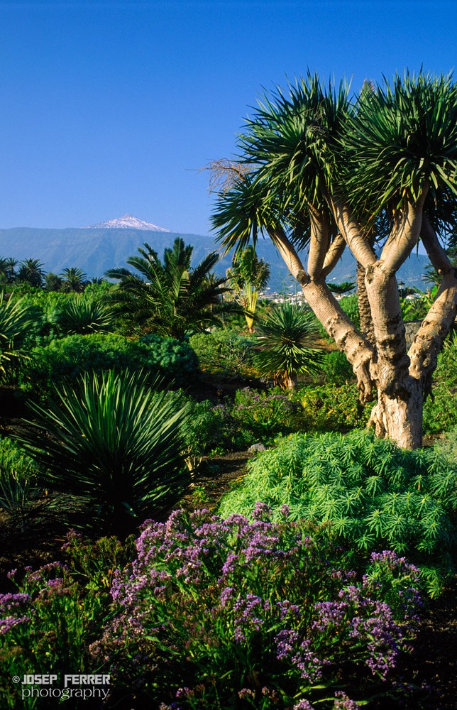 Tropical garden, Tenerife island, Canary islands