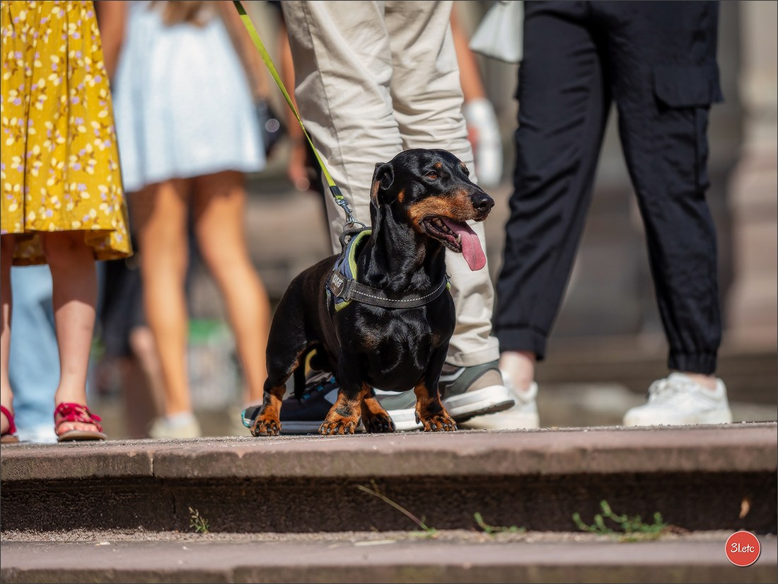 Teckels Parade Strasbourgeoise  Vous pouvez voir le galerie de photos. Photographe à Strasbourg | Portraits, Studio, Enfants, Événements