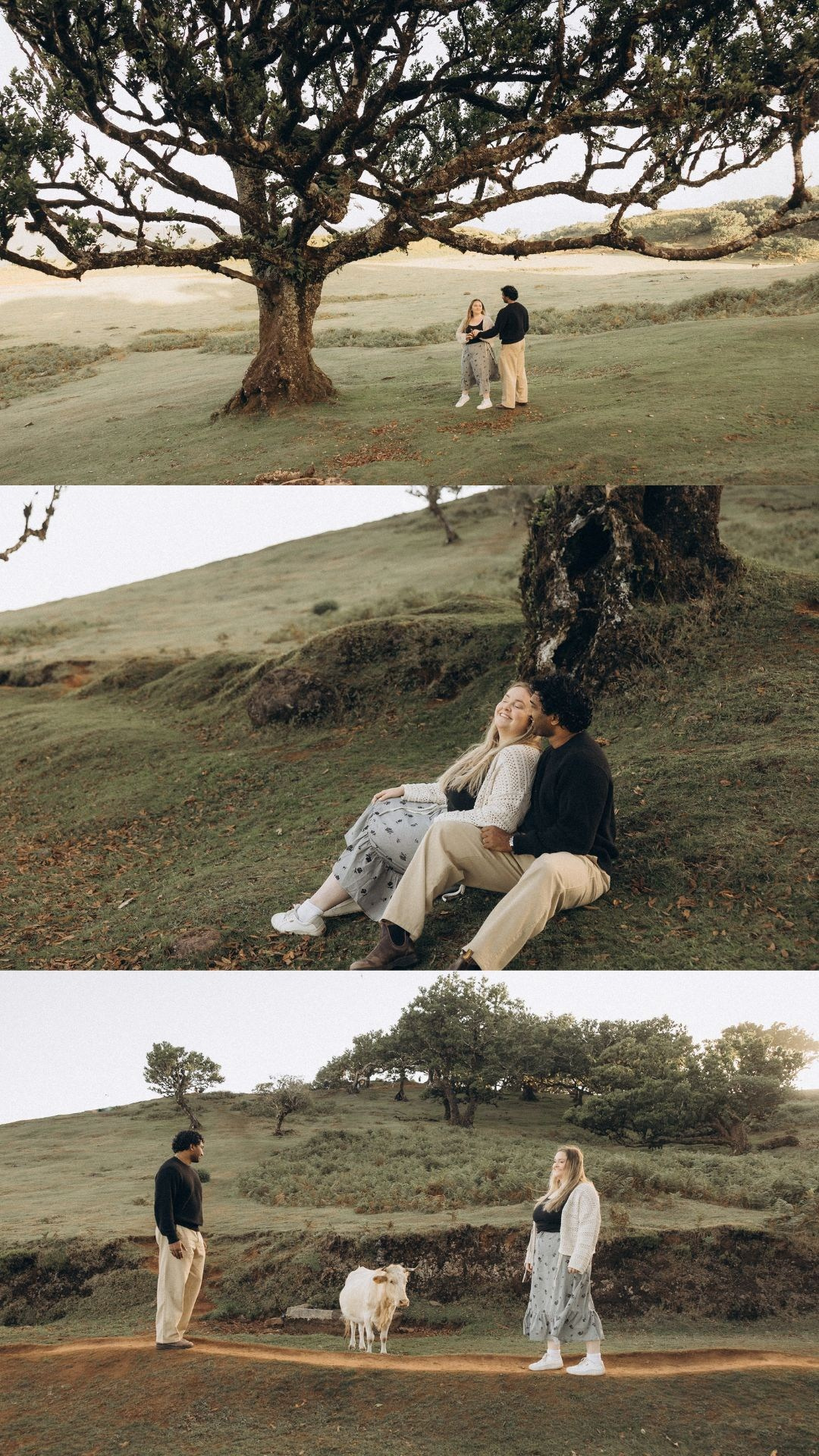 Cinematic couple photo collage in Fanal Forest, Madeira.